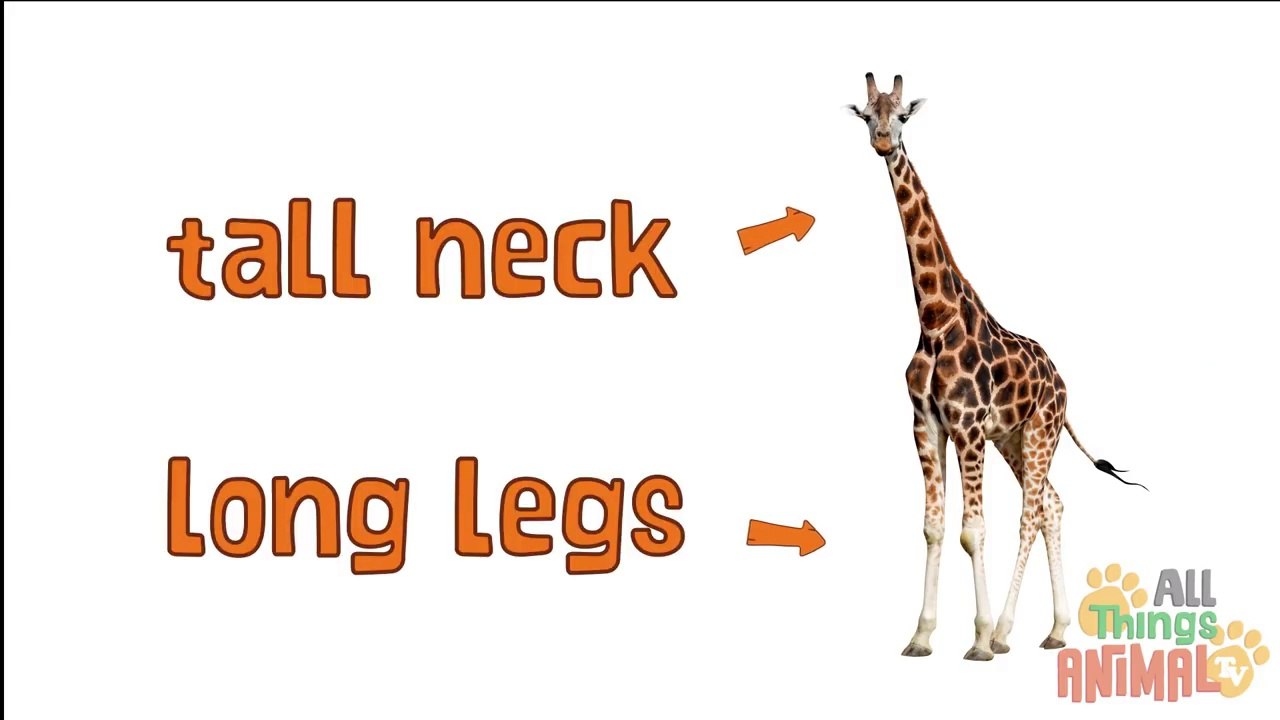 GIRAFFE Animals for children. Kids videos. Kindergarten - Preschool learning