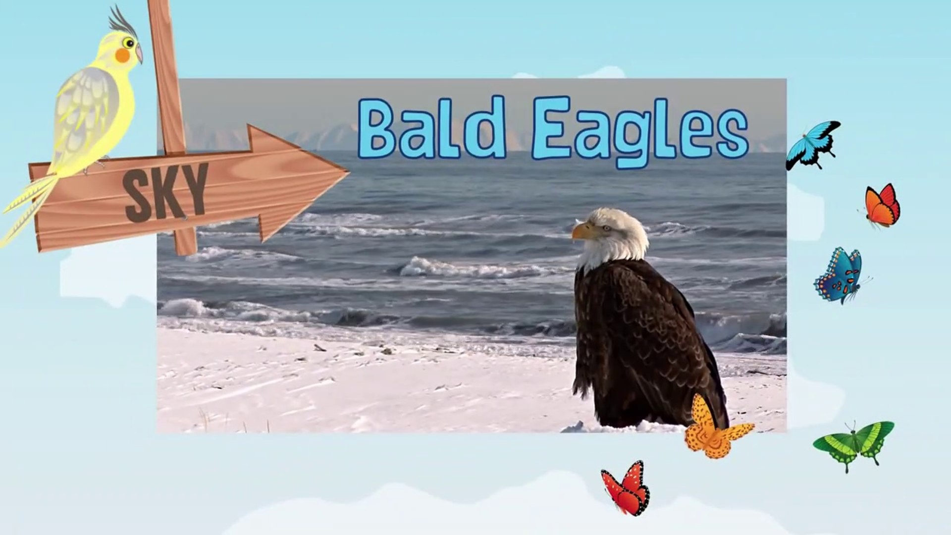 BALD EAGLE Animals for children. Kids videos. Kindergarten - Preschool learning