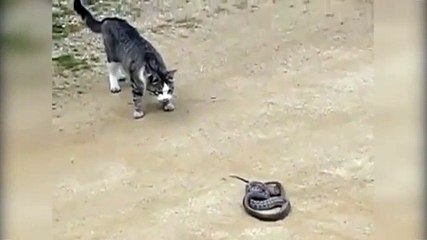 Mèo tử chiến đến cùng, sẵn sàng bị rắn độc cắn để bảo vệ chủ