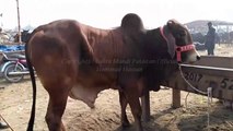 Lahore Cow Mandi - Lahore Bakra Mandi - Cow Mandi 2018 - MUNASIB QEEMAT K JANWAR SUB KHEERAY BACHAY