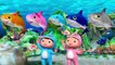 Baby Shark  -  | Cartoons and Kids Songs | Songs for Kids