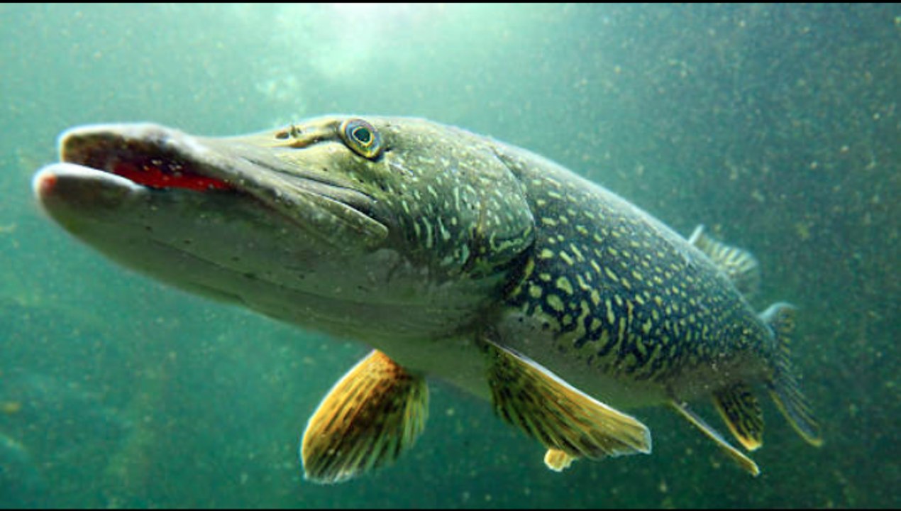 Pêcher le brochet