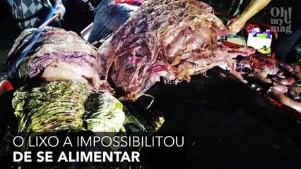 Com 40kg de plástico no estômago, mais uma baleia é encontrada morta