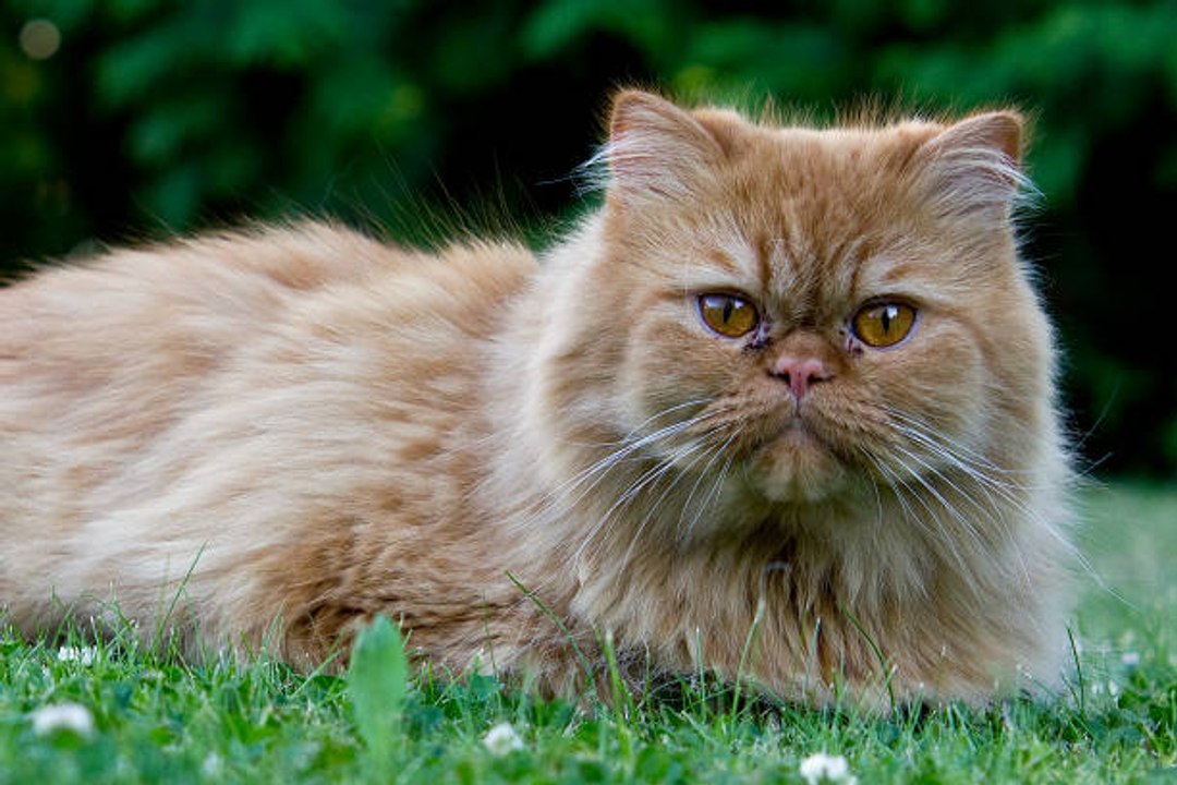 Top 10 der niedlichsten Katzenrassen