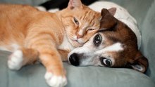 Top 10 Katzenrassen, die gut mit Hunden auskommen