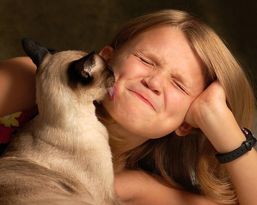 Top 10 der anhänglichsten Katzenrassen