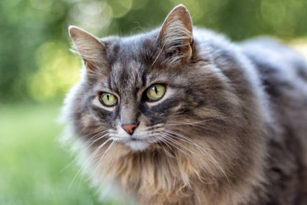 Top 10 der schönsten Katzenrassen