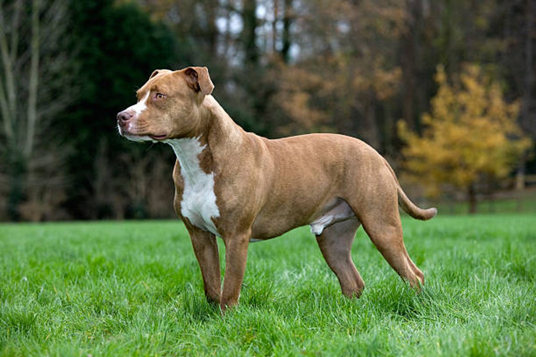 Der American Staffordshire Terrier: ein 'gefährlicher' Hund mit vielen Eigenschaften