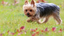 Der Yorkshire Terrier: starker Charakter und ungebrochene Loyalität.