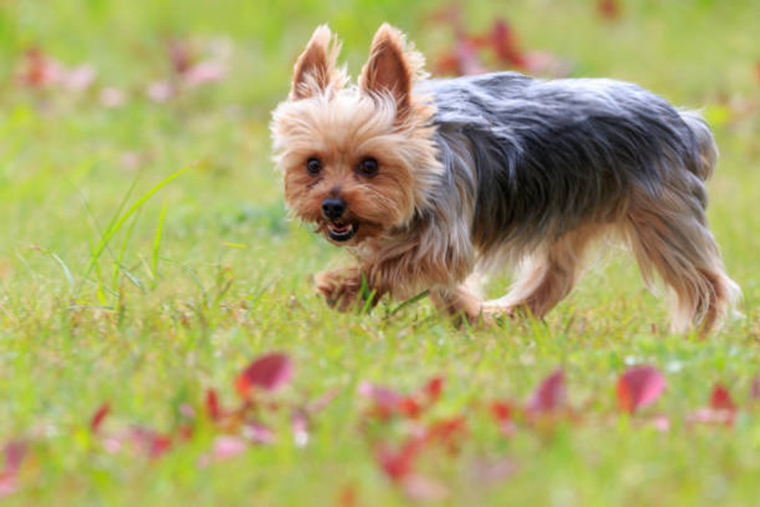 Der Yorkshire Terrier: starker Charakter und ungebrochene Loyalität.