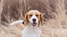Der Beagle: Jagd- und Begleithund gleichermaßen