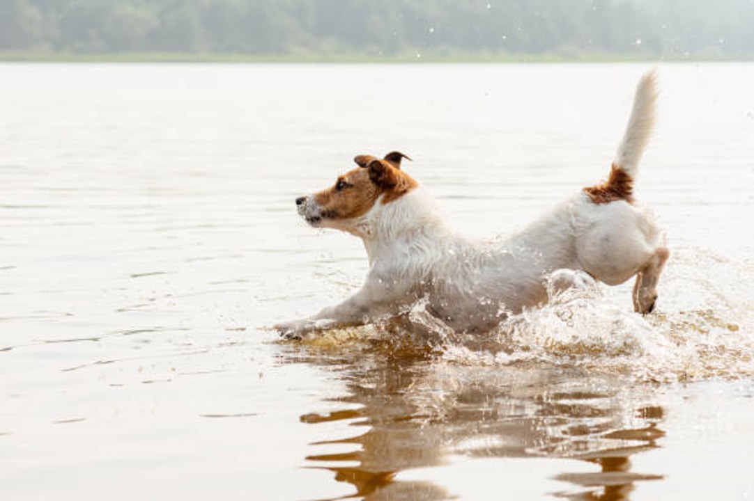 Hundeaktivität: Die ethologischen Bedürfnisse des Hundes