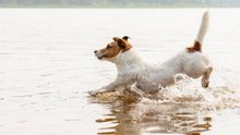 Hundeaktivität: Die ethologischen Bedürfnisse des Hundes