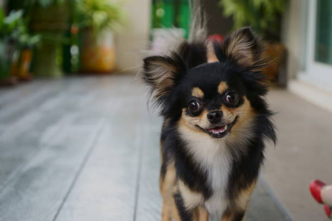 Der Chihuahua: alles über den kleinsten Hund der Welt