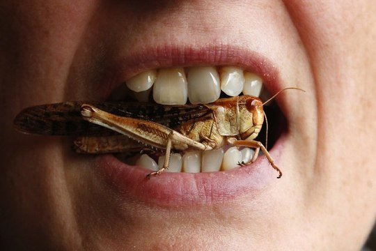 Why Kenyans need to start eating insects