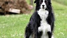 Der Border Collie: ein hyperaktiver Schäferhund, aber ein treuer Begleiter
