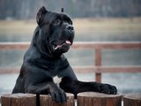 Der Cane Corso Italiano: ein engagierter Hund