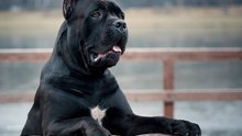 Der Cane Corso Italiano: ein engagierter Hund