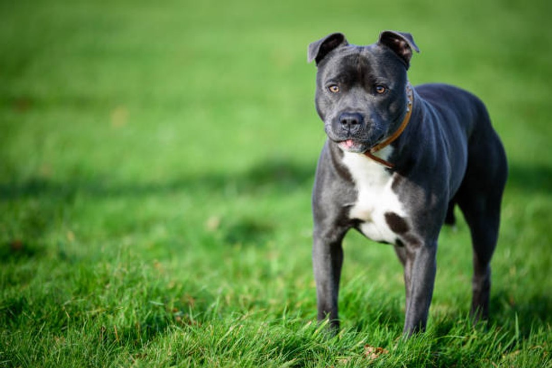 Der Staffordshire Bull Terrier: sowohl Kampfhund als auch Begleithund
