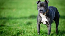 Der Staffordshire Bull Terrier: sowohl Kampfhund als auch Begleithund