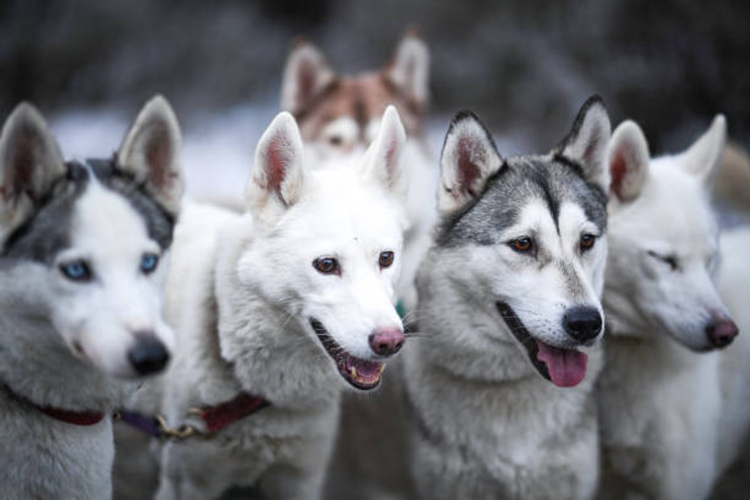 Der Siberian Husky: vom Schlittenhund zum Haustier