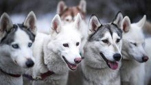 Der Siberian Husky: vom Schlittenhund zum Haustier