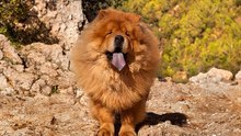 Der Chow-Chow, ein Löwenhund