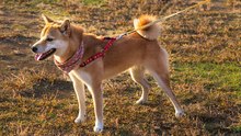 Der Akita: ein majestätischer japanischer Hund