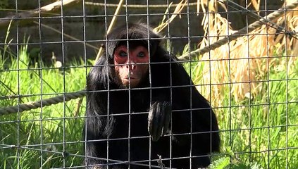 £1 MILLION Snow Leopard Project at Welsh Mountain Zoo!