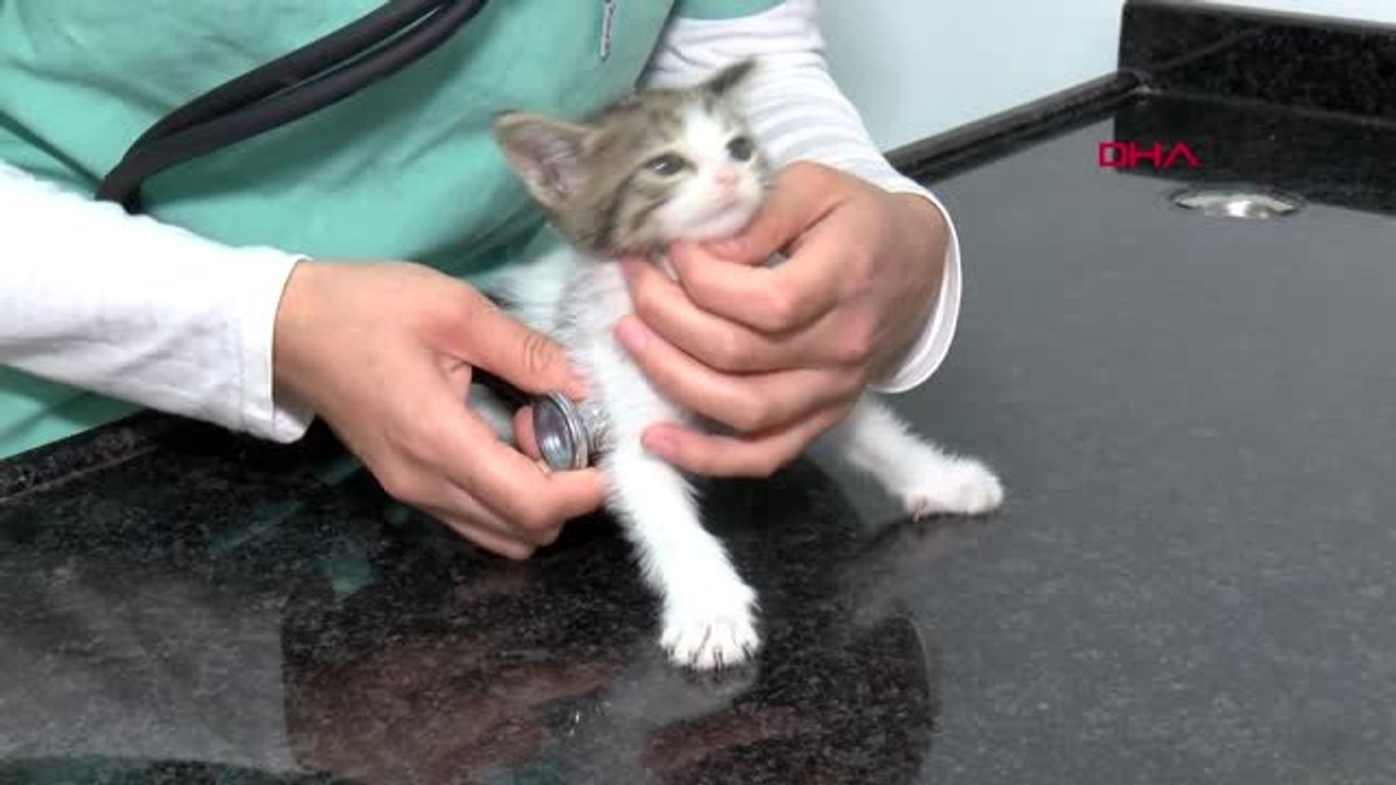 Antalya Yavru Kedi, Otomobil Motorunda İstanbul'dan Antalya'ya Geldi