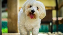 Der Malteser: ein eleganter und liebenswürdiger Hund
