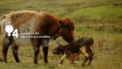 Des mamans modèles - Bande annonce