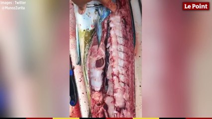 Un célèbre chef mexicain vide un poisson et y découvre du plastique