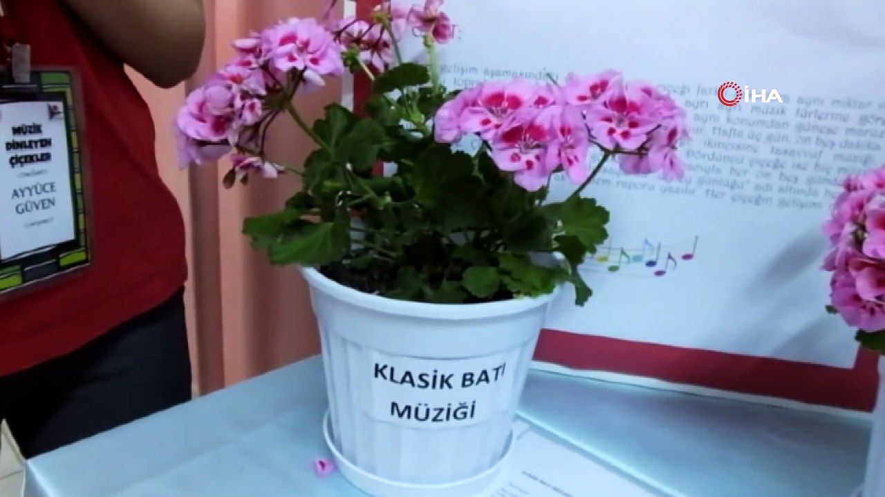 Müziğin çiçekler üzerindeki etkisi... Deneye alınan bitkiler farklı müzikler ile farklı gelişimler gösterdi