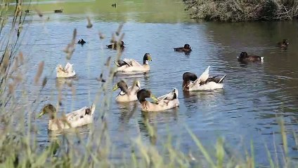 Ducks enjoys swimming in the lake