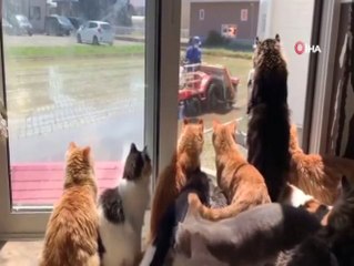 Kediler Çiftçiyi Dakikalarca Pür Dikkat İzledi