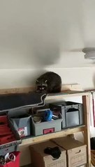Canadian man discovers raccoon gave birth in his garage overnight