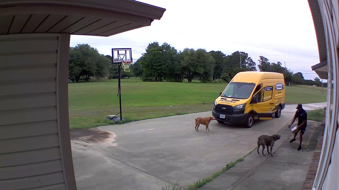 US dogs chase FedEx driver back into his van