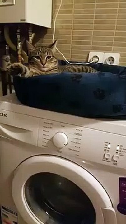 Ce chat va s'envoler ! Installé sur le lave linge !