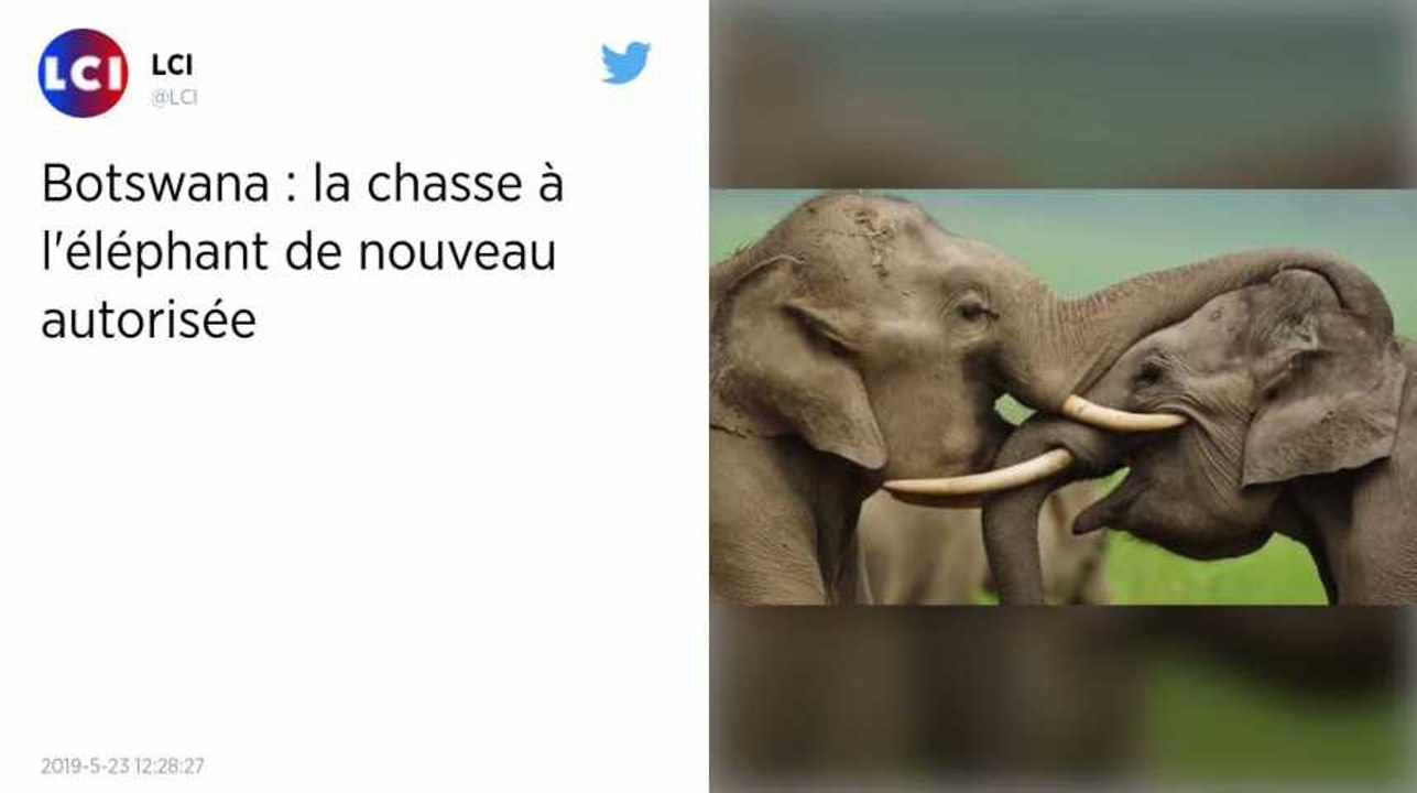 Le Botswana autorise à nouveau la chasse aux éléphants