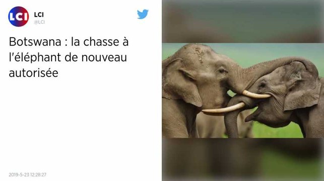 Le Botswana autorise à nouveau la chasse aux éléphants