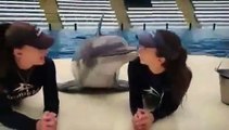 Ce dauphin adore donner des bisous à ses monitrices. Adorable !
