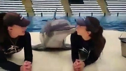 Ce dauphin adore donner des bisous à ses monitrices. Adorable !