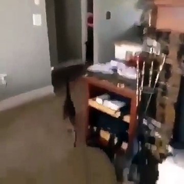 Quand un chien et un chat sont poursuivis par un drôle d'animal. Surprenant !