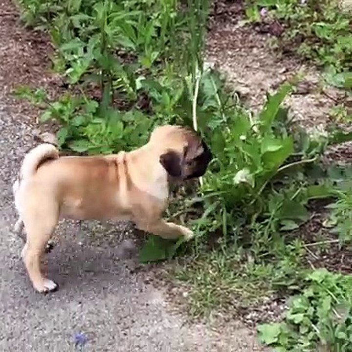 Ce bulldog n’apprécie visiblement pas le gout de cette fleur jaune. Sa réaction est trop drôle !