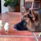 Ce chien est très concentré dans l'observation de deux petits pigeons. Trop cute !