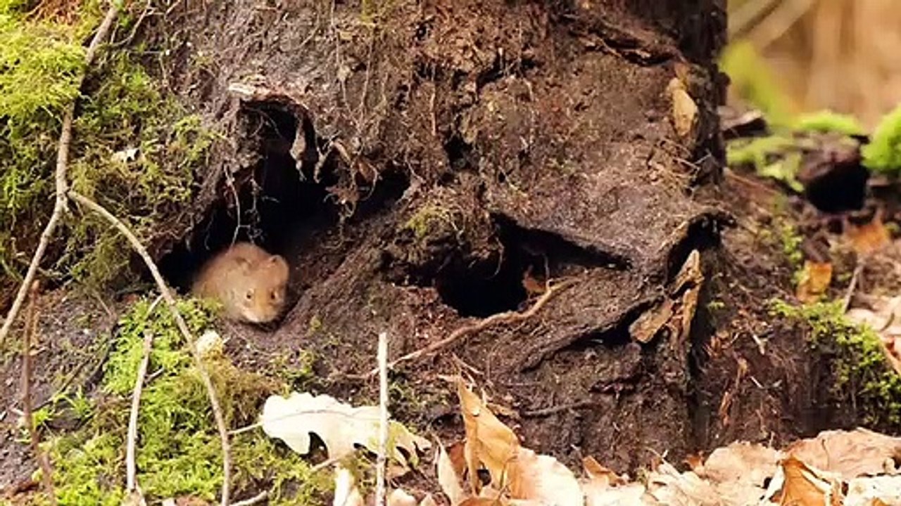 Cette souris profite pleinement du soleil et des herbes. Magnifique !