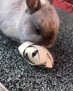 Ce lapin adore son nouveau jouet et ça se voit. Trop chou !