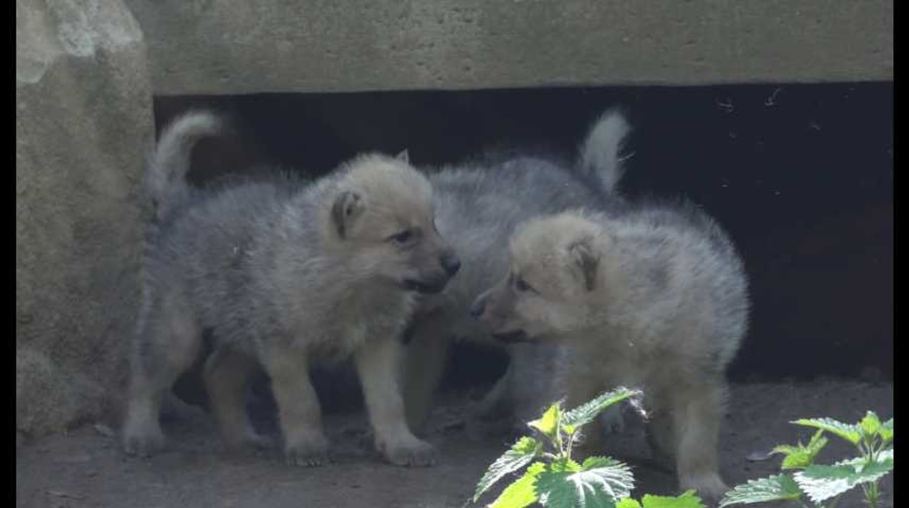 Quatre nouveaux louveteaux arctiques au Domaine des Grottes de Han
