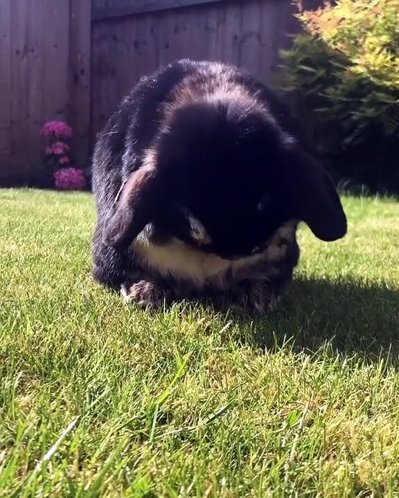Cette adorable lapin noir se toilette tout seul. Mignon!